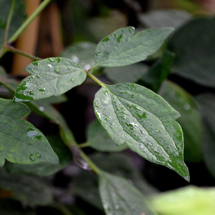Clematis montana Mayleen (Foliage)