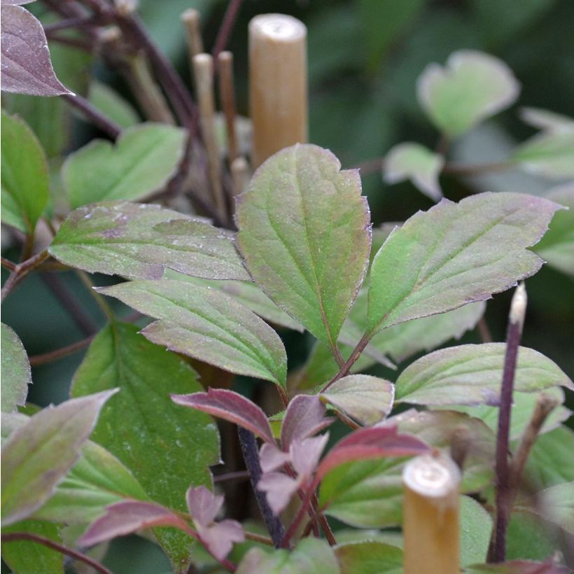 Clematis montana Rosebud (Foliage)