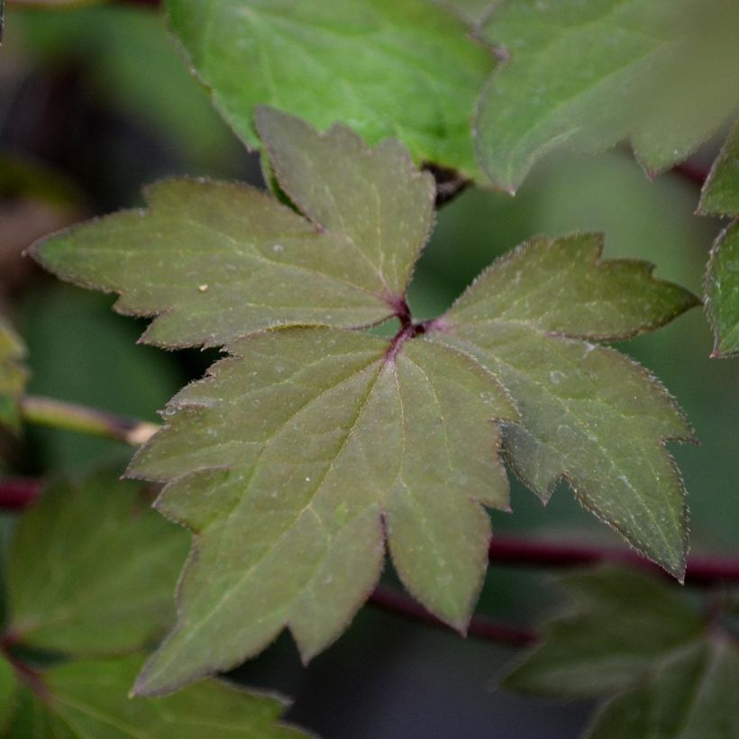 Clematis Sanssouci (Foliage)