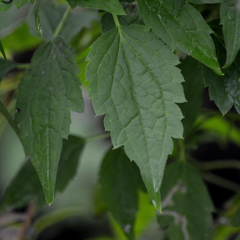 Clematis montana Wilsonii (Foliage)