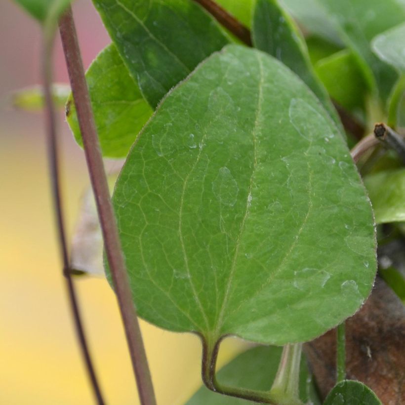 Clematis patens Multi Blue (Foliage)