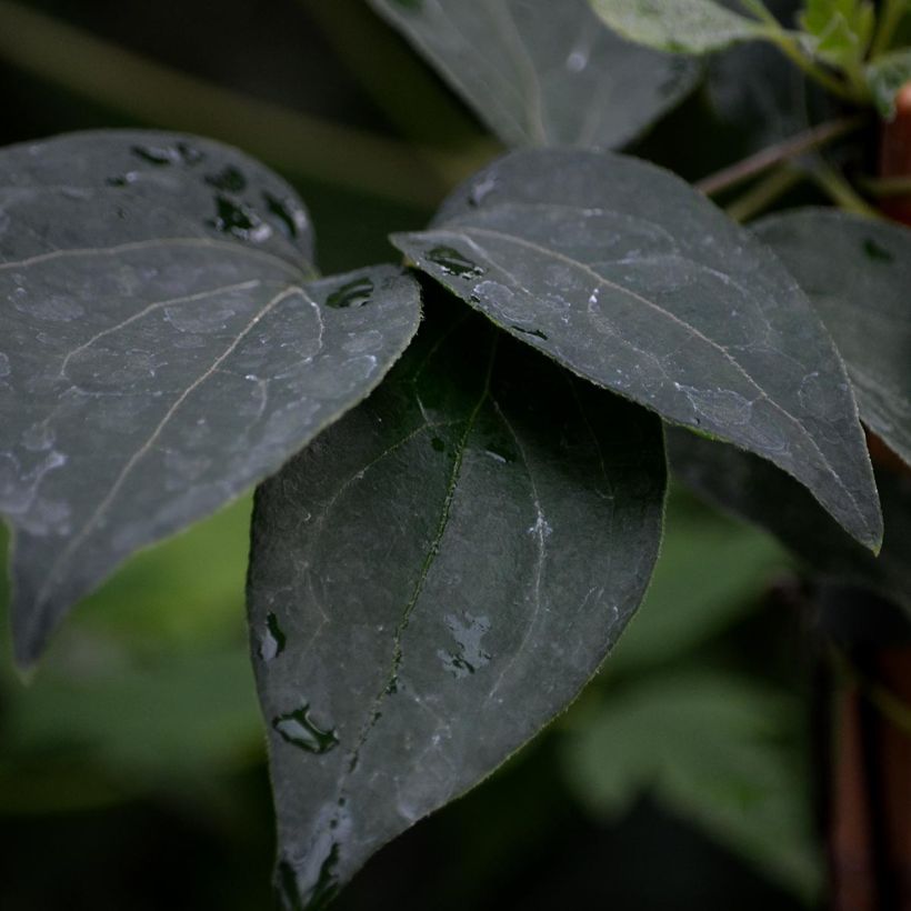 Clematis lanuginosa Nelly Moser (Foliage)