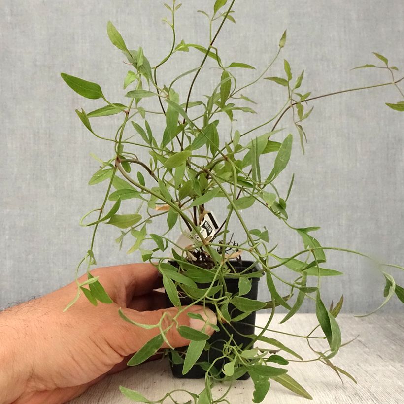Clematis flammula - Virgin's bower 8/9 cm pot sample as delivered in summer