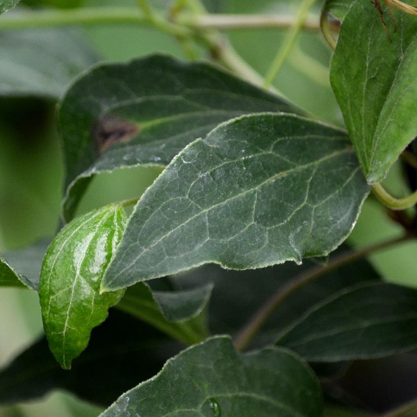 Clematis patens Omoshiro (Foliage)