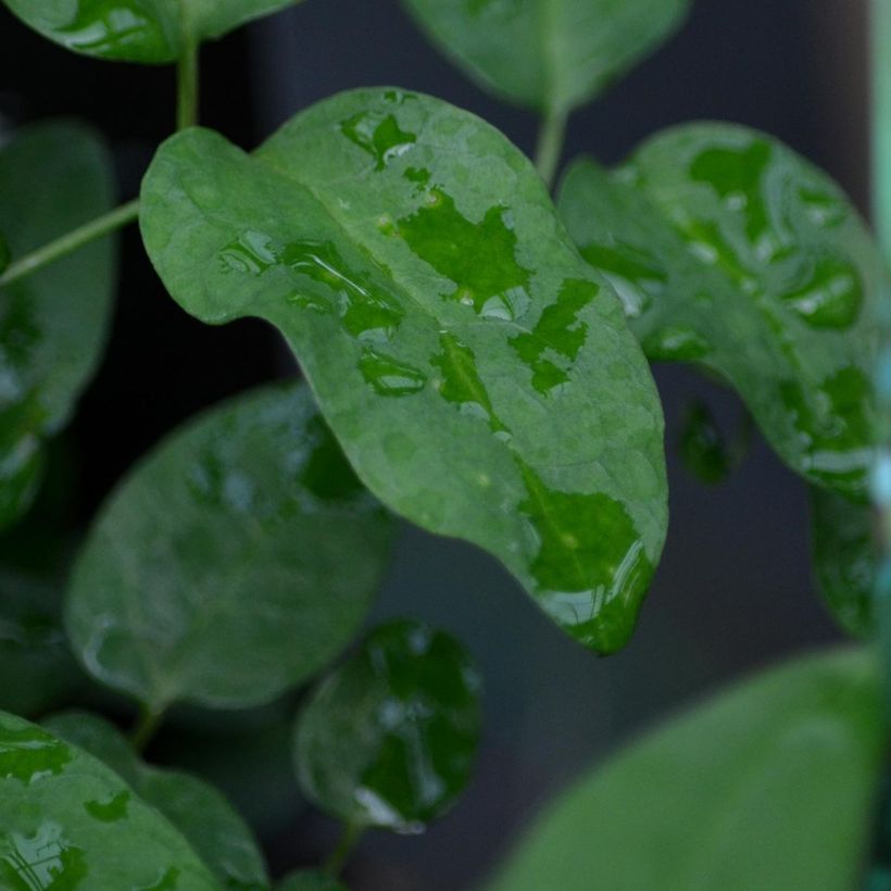 Clematis pitcheri (Foliage)