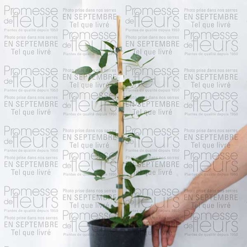 Example of Clematis Prinsesse Alexandra 2L/3L pot specimen as delivered