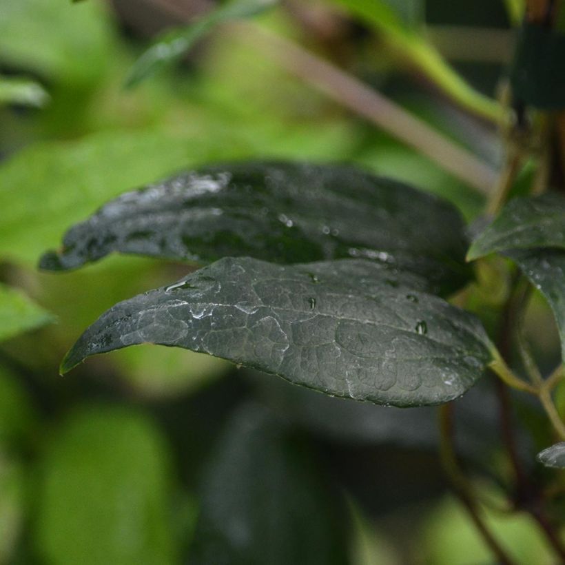 Clematis patens Proteus (Foliage)