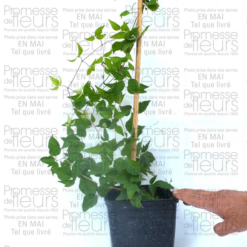 Example of Clematis  Reflections 2L/3L pot specimen as delivered