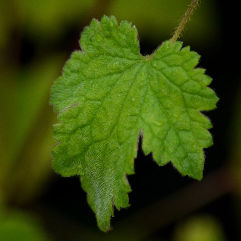 Clematis rehderiana  (Foliage)