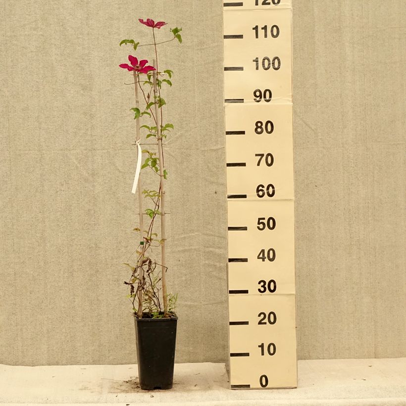 Clematis Saphyra Nancy  2L/3L pot sample as delivered in summer
