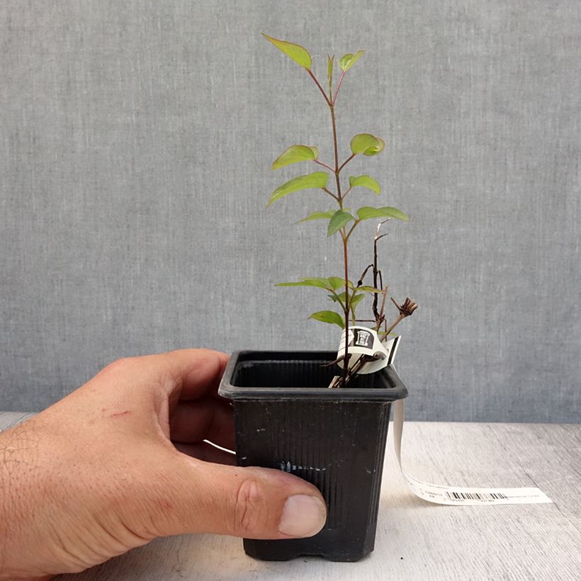 Clematis integrifolia 'Saphyra Violetta' - Clematis 8/9 cm pot sample as delivered in summer