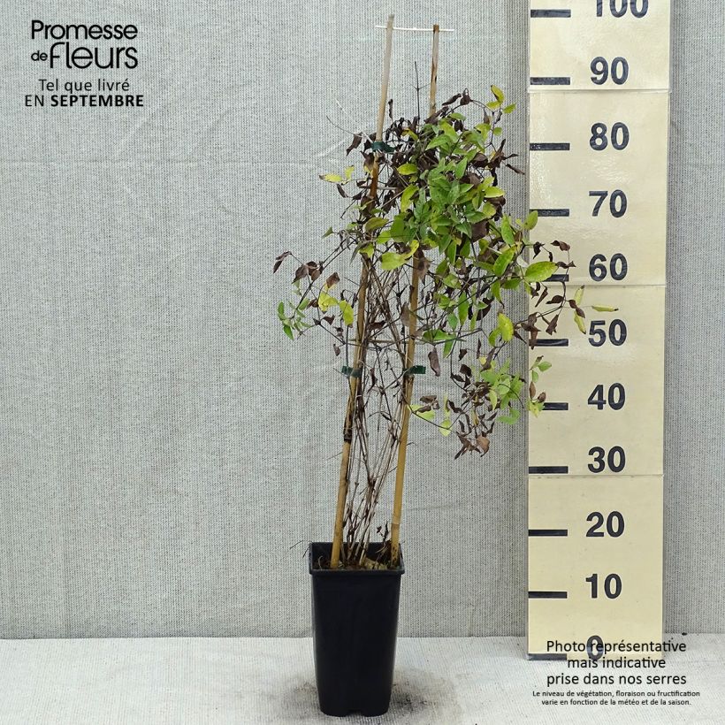 Clematis integrifolia 'Saphyra Violetta' - Clematis 2L/3L pot sample as delivered in summer