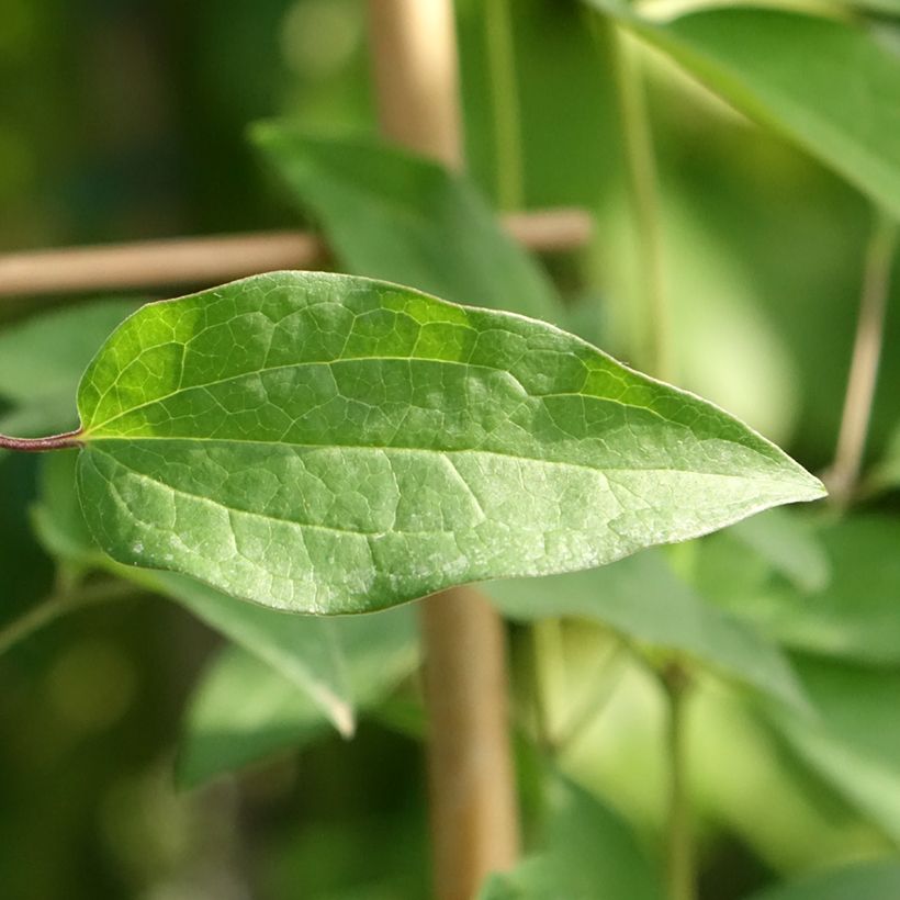Clematis integrifolia 'Saphyra Violetta' - Clematis (Foliage)