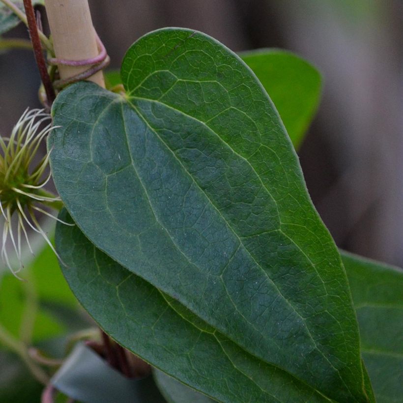 Clematis patens Snow Queen (Foliage)