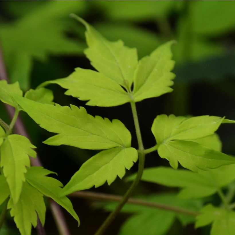 Clematis atragene Stolwijk Gold (Foliage)