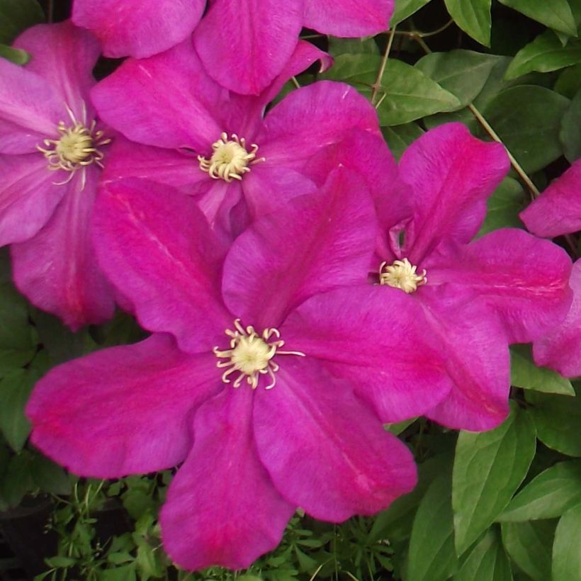 Clematis Sunset (Flowering)