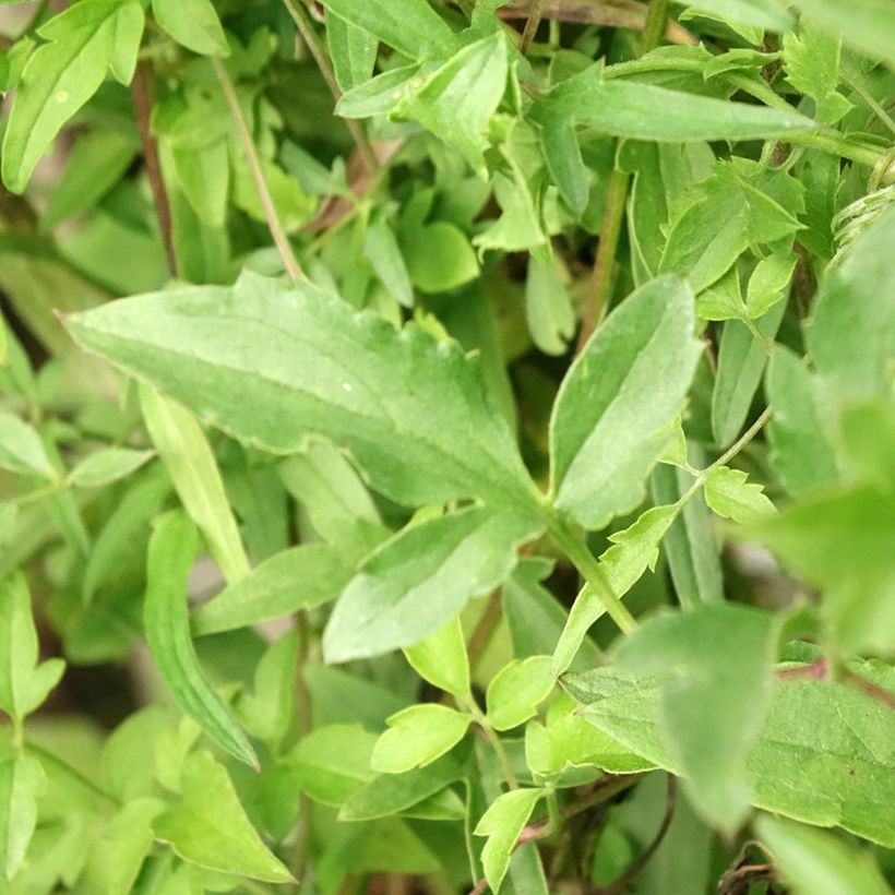 Clematis tangutica - Golden clematis (Foliage)