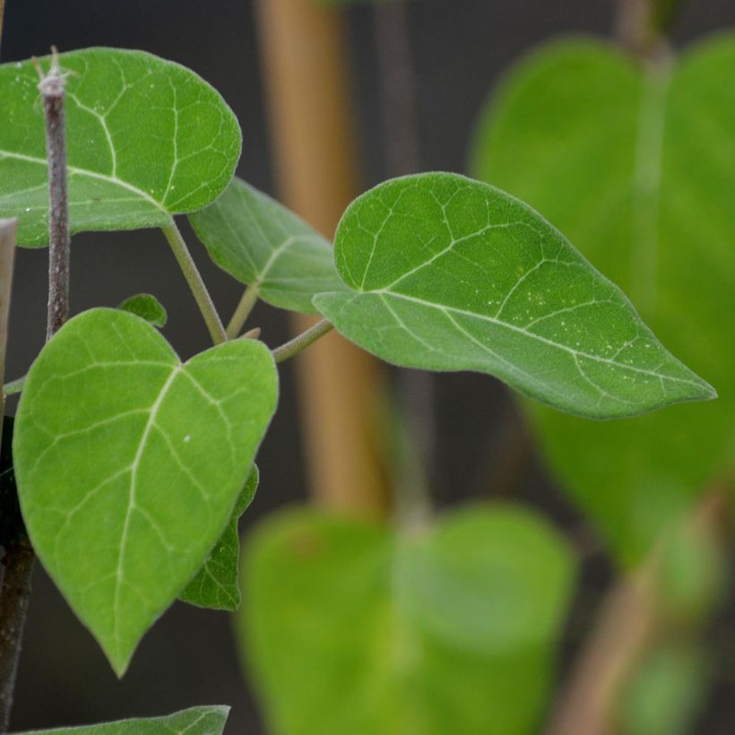 Clematis Venosa Violacea (Foliage)