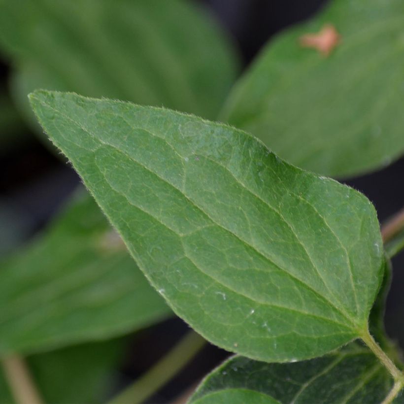 Clematis Violet Elizabeth (Foliage)