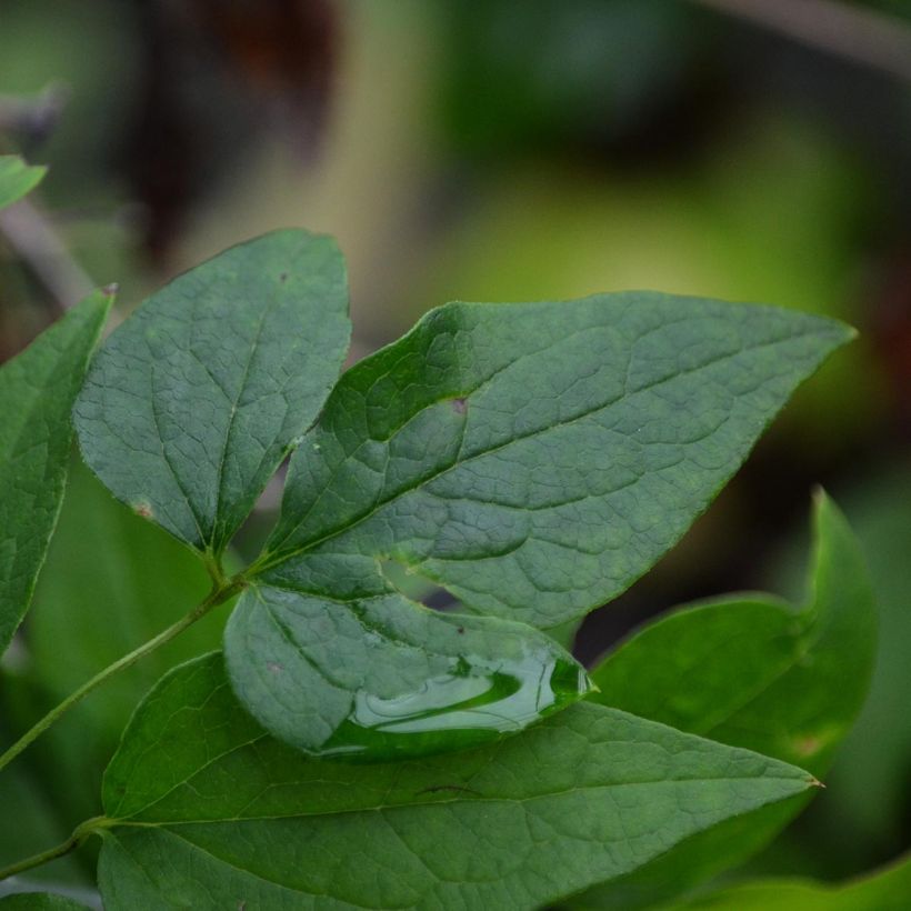 Clematis x viticella 'Etoile Violette' (Foliage)