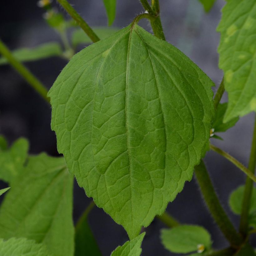 Clematis viticella 'Purpurea Plena Elegans' (Foliage)