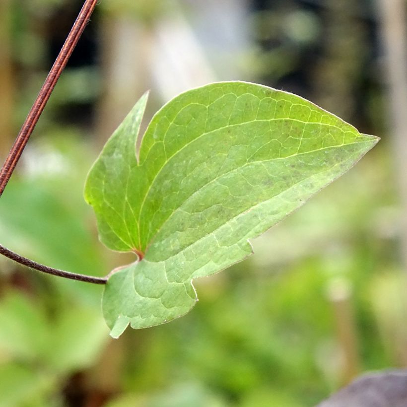 Clematis Vostok (Foliage)