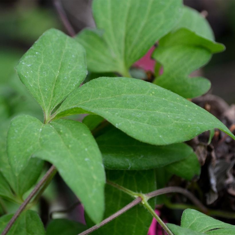 Clematis x patens Westerplatte (Foliage)