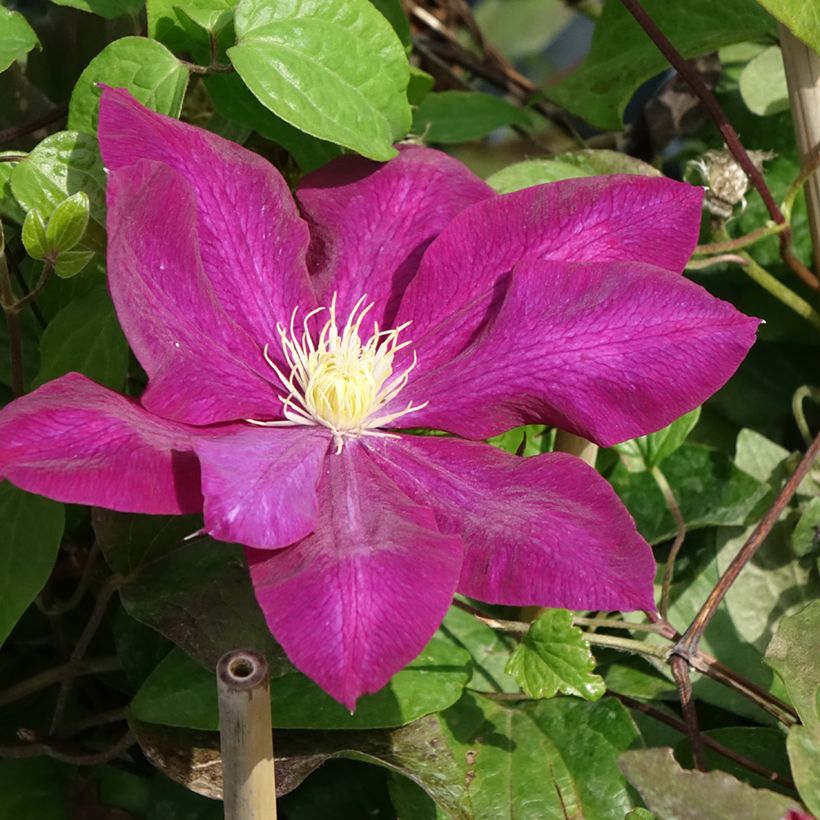 Clematis Wildfire (Flowering)