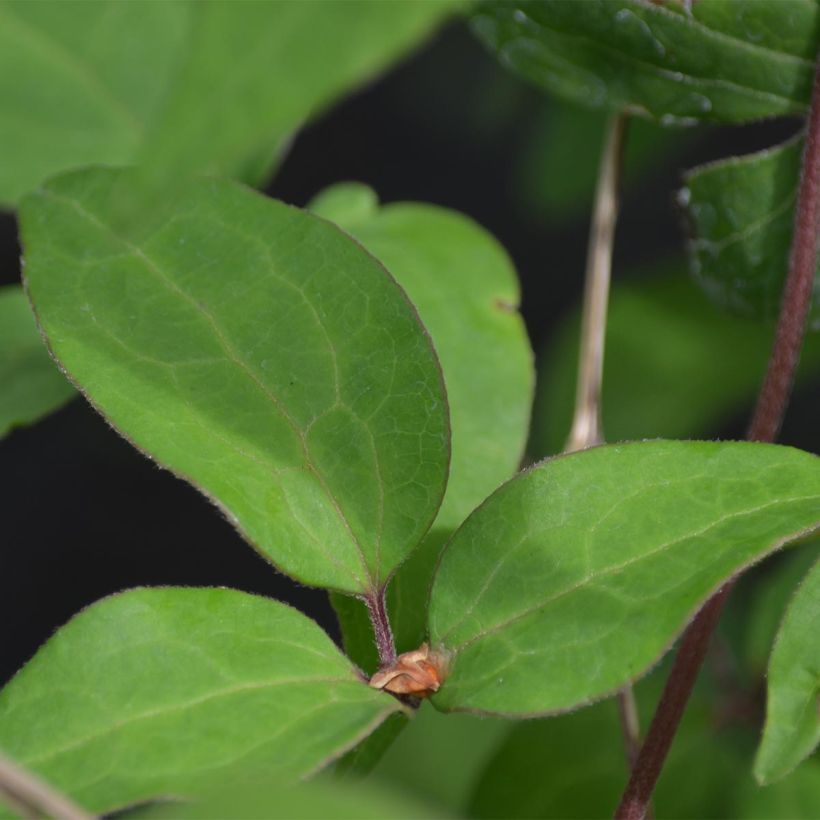 Clematis patens Yukiokoshi (Foliage)