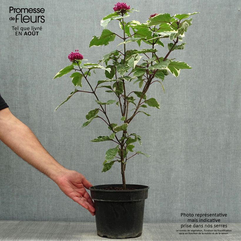 Clerodendrum bungei Pink Diamond 3L/4L pot sample as delivered in summer