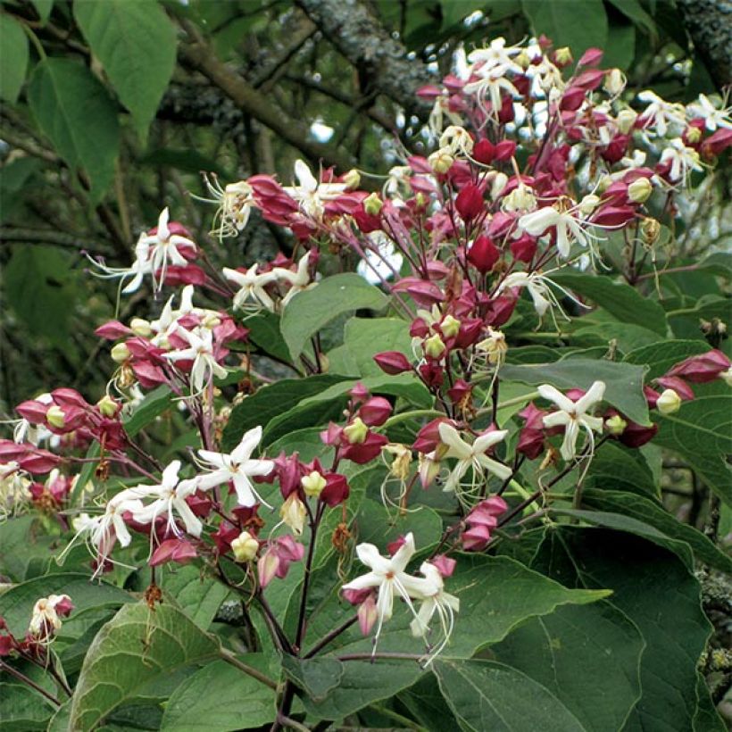 Clerodendrum trichotomum (Flowering)