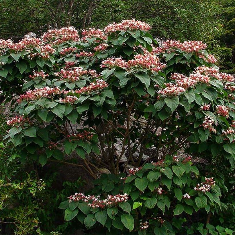 Clerodendrum trichotomum (Plant habit)