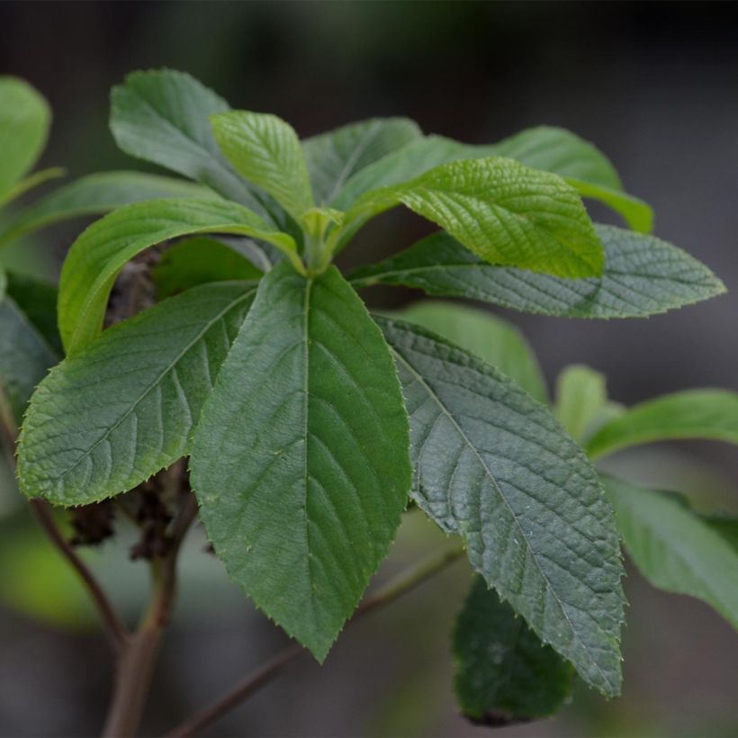 Clethra alnifolia (Foliage)