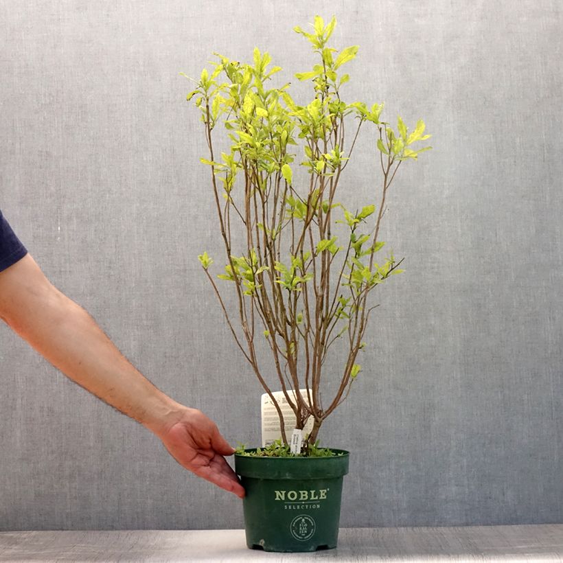 Clethra alnifolia Anne Bidwell 2L/3L pot sample as delivered in summer