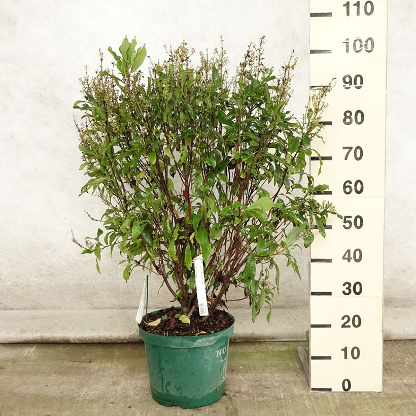 Clethra alnifolia Anne Bidwell 7.5L/10L pot sample as delivered in summer