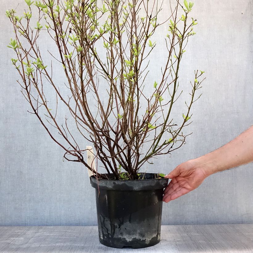 Clethra alnifolia Hummingbird 7.5L/10L pot sample as delivered in summer