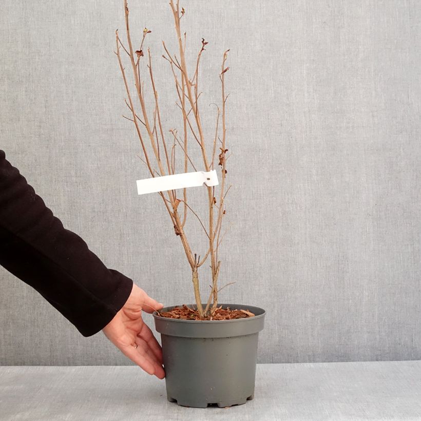 Clethra alnifolia Pink Spire - Sweet pepperbush 3L/4L pot sample as delivered in winter