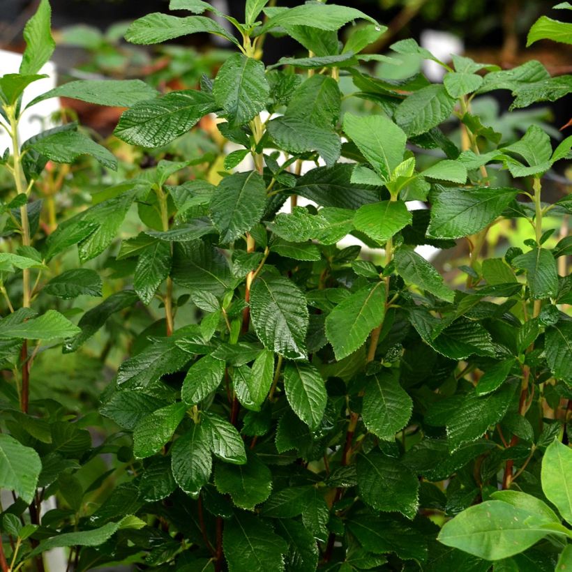 Clethra alnifolia Ruby Spice (Plant habit)