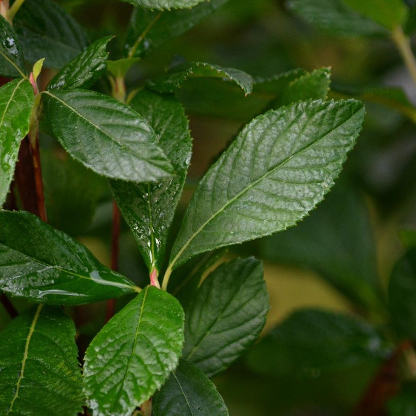 Clethra alnifolia Ruby Spice (Foliage)