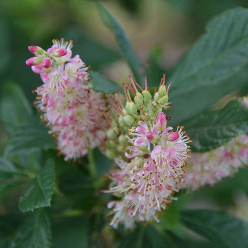 Clethra alnifolia Ruby Spice (Flowering)