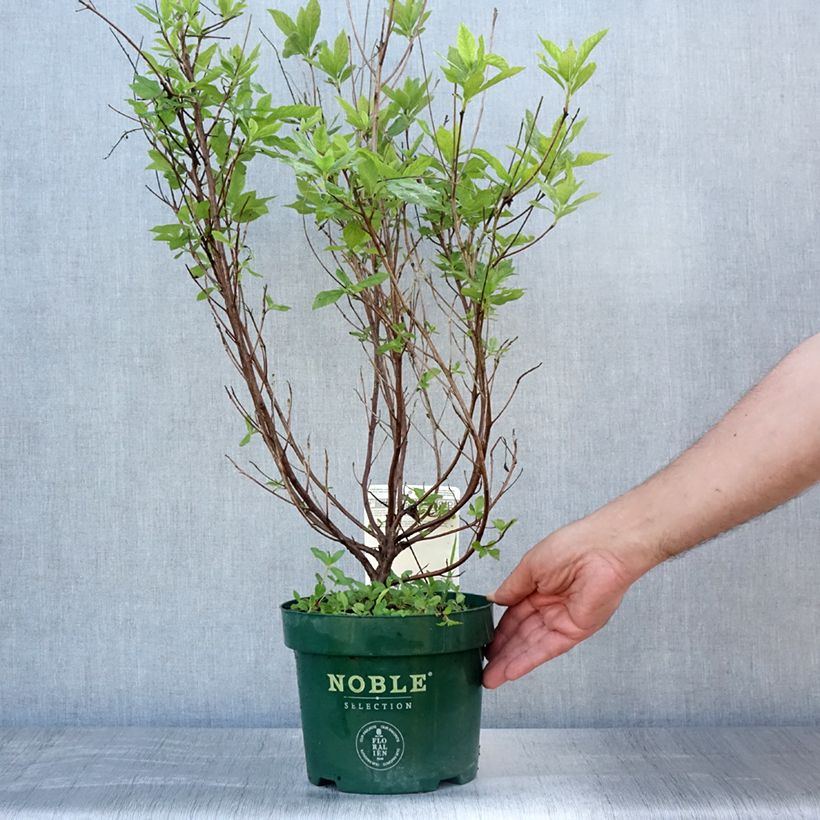 Clethra alnifolia Sixteen Candles 2L/3L pot sample as delivered in summer