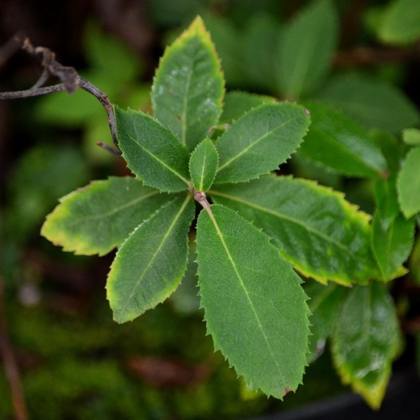 Clethra barbinervis (Foliage)