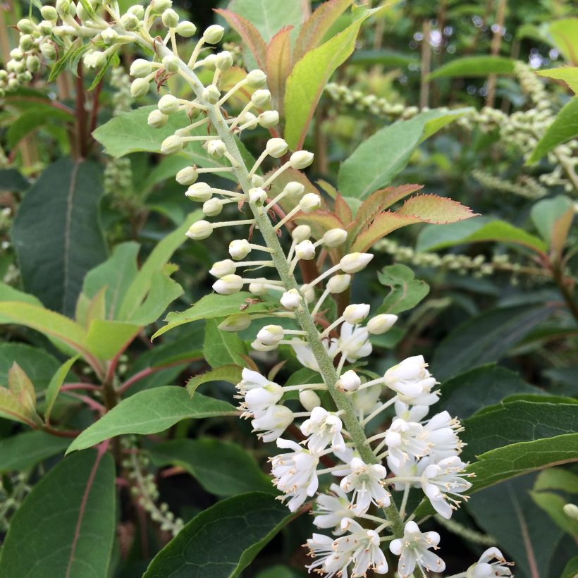 Clethra barbinervis Great Star Minbarb (Flowering)