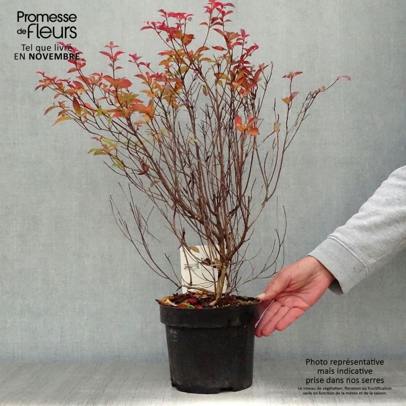 Clethra barbinervis 3L/4L pot sample as delivered in autumn