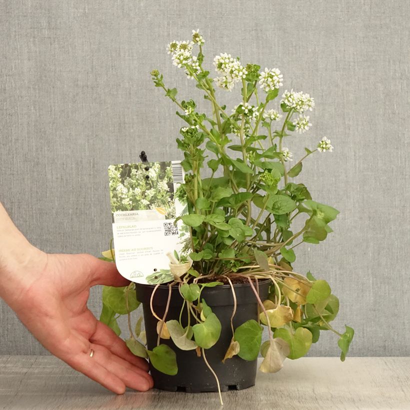 Cochlearia officinalis - Common Scurvygrass sample as delivered in spring