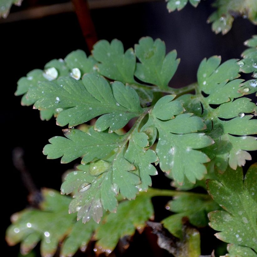 Dicentra formosa Luxuriant (Foliage)