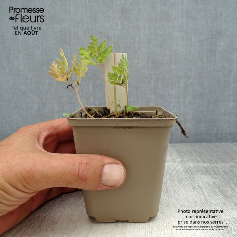 Dicentra formosa Spring Gold 8/9 cm pot sample as delivered in summer