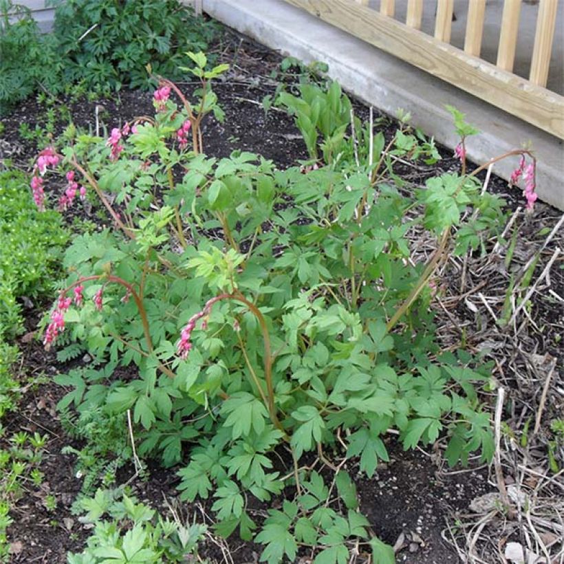 Dicentra spectabilis - Bleeding Heart (Plant habit)