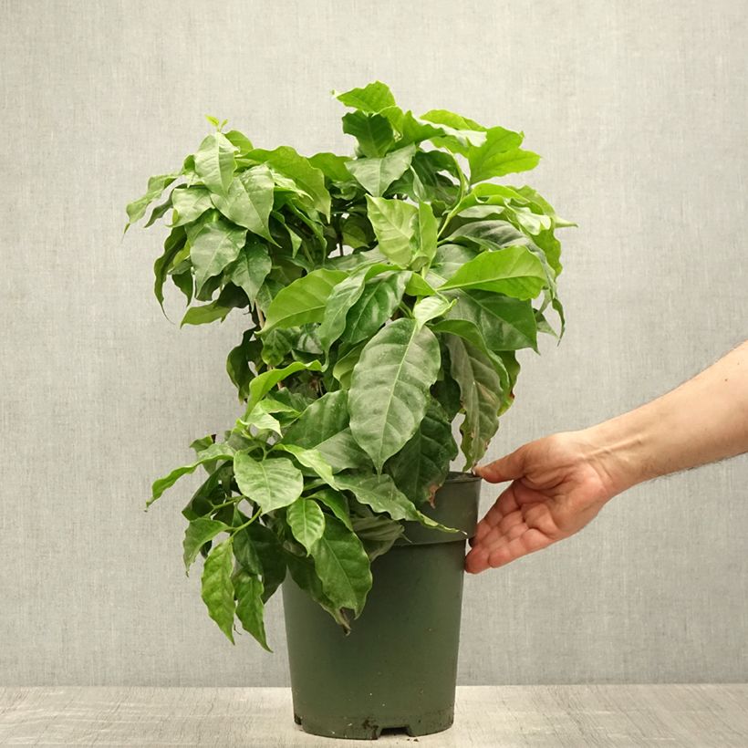 Coffea arabica  6L/7L pot sample as delivered in summer