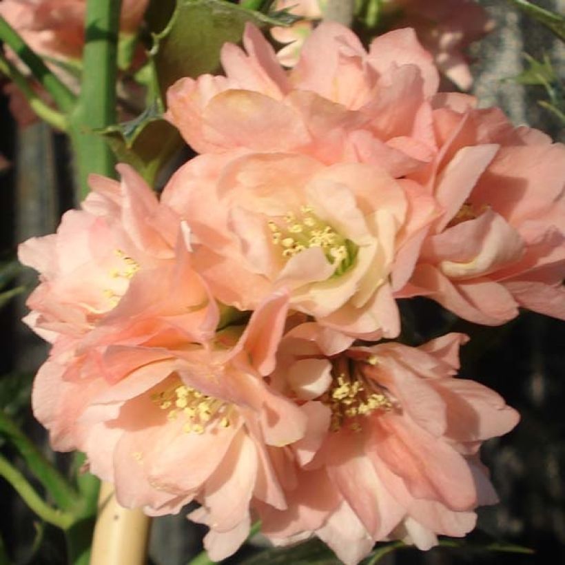 Chaenomeles speciosa Falconnet Charlet - Flowering Quince (Flowering)